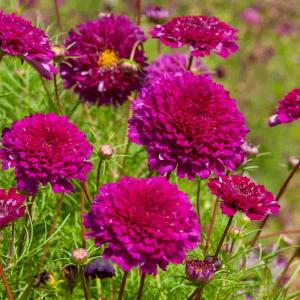Cosmos Double Click Carmin - Graines d'Exception